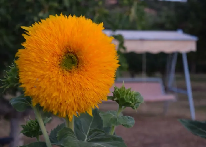 Alexandros , Beachfront Retreat Near Petalidi With Private Sunbeds & Sea View Apartamento Kalamaki (Messinia)